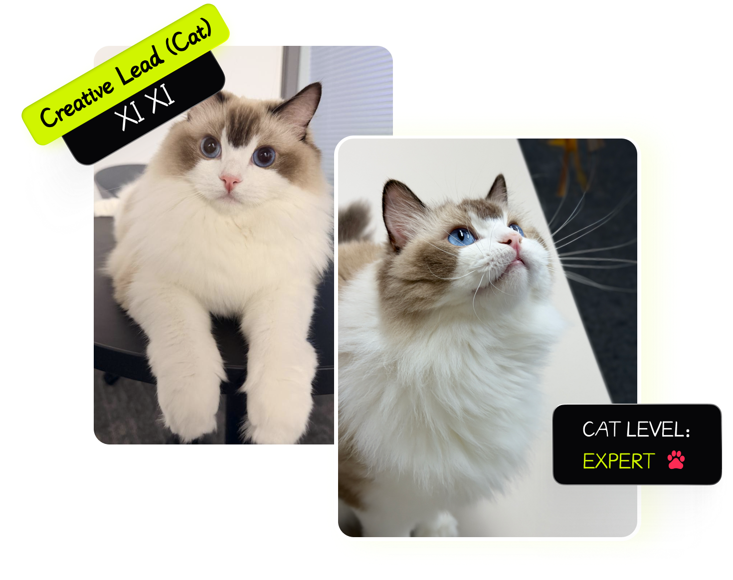 Creative lead cat Xi Xi